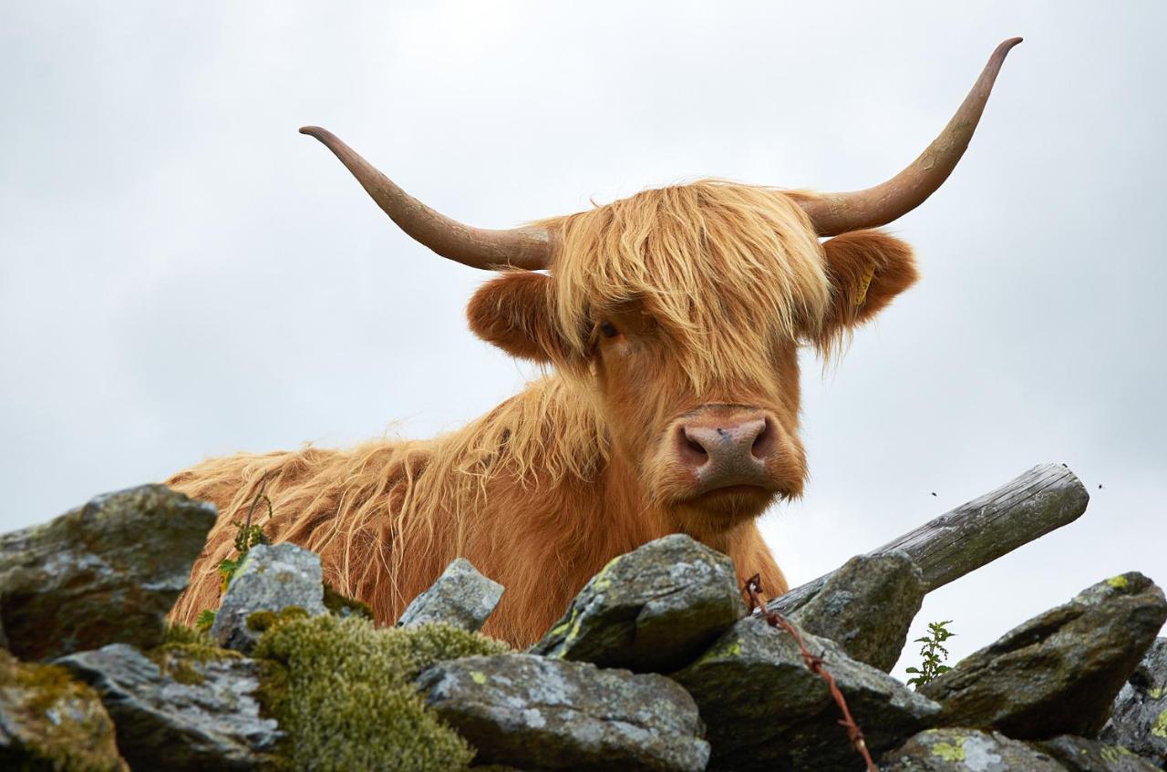 Canny Brow Barn Kendal Exteriör bild